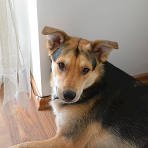 Kutyasétáltatás kutya -ban București kisállatszitting kérés