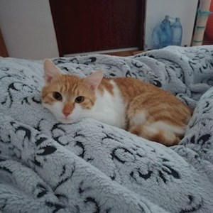 O vizita pisica in Cluj-Napoca cerere pet sitting