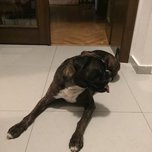 Sétáltatások kutya -ban București kisállatszitting kérés