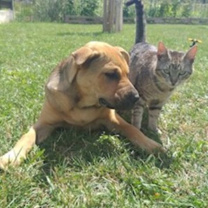 One visit cat, dog in Măgurele pet sitting request