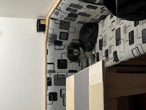 Irina- petsitter Râmnicu Vâlcea sau Bonă pentru animale pentru 