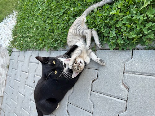 Mara- petsitter Târgu Mureș sau Bonă pentru animale pentru Pisici 
