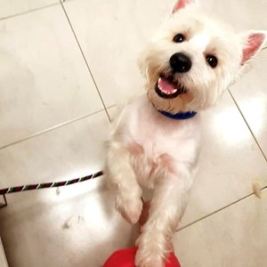 Egy látogatás kutya -ban Dudu kisállatszitting kérés