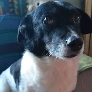 Cazare caine in Bucureşti cerere pet sitting