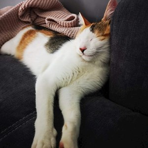 Cazare pisica in Cluj-Napoca cerere pet sitting