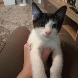 Szállás cica -ban Târgu Mureș kisállatszitting kérés