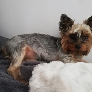 Cazare caine in Cluj-Napoca cerere pet sitting