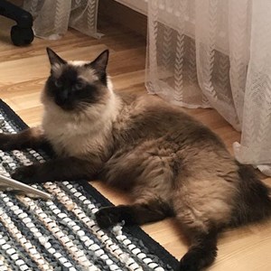 Cazare pisica in Timișoara cerere pet sitting