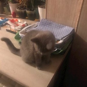 Cazare pisica in București cerere pet sitting