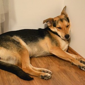 Plimbare caine in București cerere pet sitting