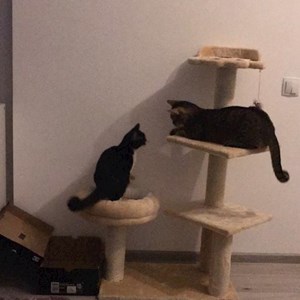 Two visits per day cats in București pet sitting request
