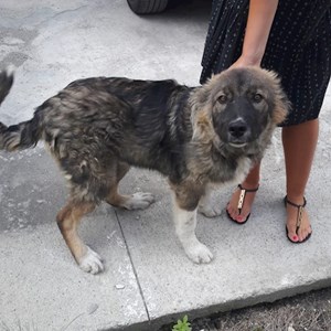 Boarding dog in Cluj-Napoca pet sitting request