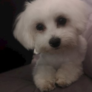 Cazare caine in Cluj-Napoca cerere pet sitting