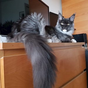 O vizita pisica in București cerere pet sitting