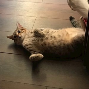 O vizita pisica in Bucureşti cerere pet sitting