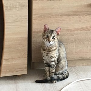 Cazare pisica in București cerere pet sitting