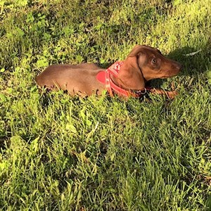 Cazare caine in Cluj-Napoca cerere pet sitting