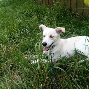 Cazare caine in Cluj-Napoca cerere pet sitting