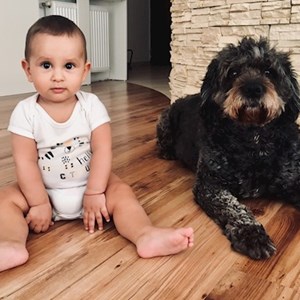 Boarding dog in Bucureşti pet sitting request