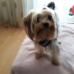 Cazare caine in București cerere pet sitting