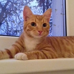 Cazare pisica in București cerere pet sitting