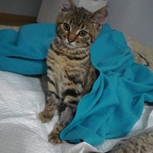 Szállás cica -ban Bucureşti kisállatszitting kérés