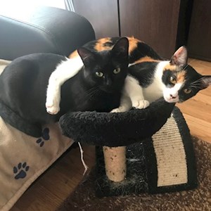 Boarding cats in Cluj-Napoca pet sitting request