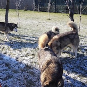 Egy látogatás kutyák -ban Timișoara kisállatszitting kérés