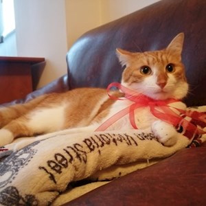 Látogatások cica -ban Cluj-Napoca kisállatszitting kérés