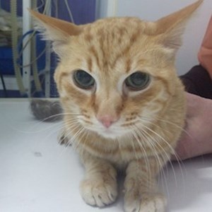 One visit cat in Bucureşti pet sitting request