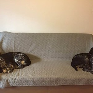 Cazare câini in Cluj-Napoca cerere pet sitting