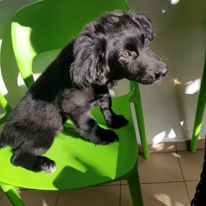 Boarding dog in București pet sitting request