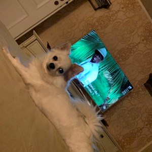 Boarding dog in Bucureşti pet sitting request