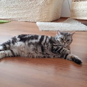 Egy látogatás cica -ban București kisállatszitting kérés