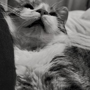 Sitting at owner cat in București pet sitting request