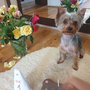 Boarding dog in Târgu Mureș pet sitting request