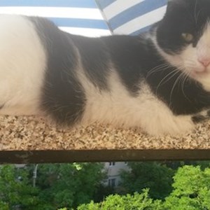 Egy látogatás cicák -ban Cluj-Napoca kisállatszitting kérés