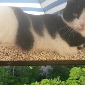 O vizita pisici in Cluj-Napoca cerere pet sitting