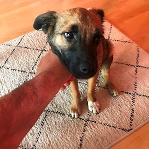 Cazare caine in București cerere pet sitting