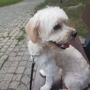 Cazare caine in București cerere pet sitting