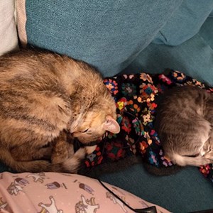Visits cats in București pet sitting request