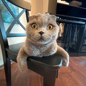 Sitting la stăpân pisica in București cerere pet sitting