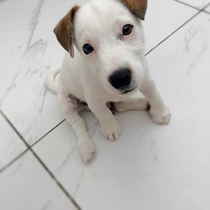 Cazare caine in București cerere pet sitting