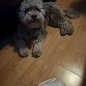 Cazare caine in București cerere pet sitting