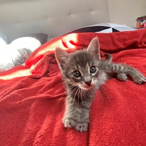 Sitting la stăpân pisica in Cluj-Napoca cerere pet sitting