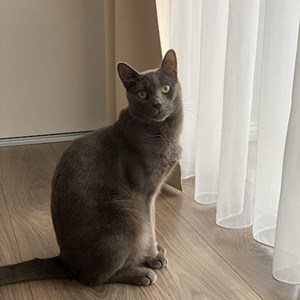 Cazare pisica in Cluj-Napoca cerere pet sitting