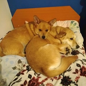 Sitting at owner dogs in București pet sitting request