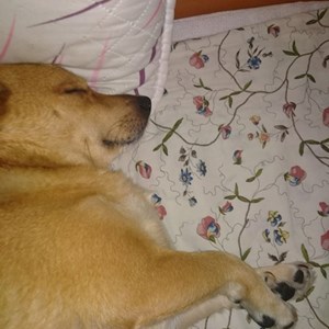 Szittelés a gazdinál kutyák -ban București kisállatszitting kérés