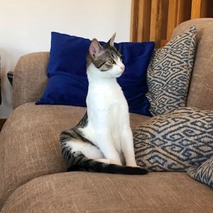 Cazare pisica in București cerere pet sitting