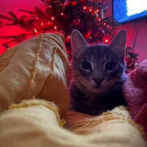 Vizite pisica in Cluj-Napoca cerere pet sitting